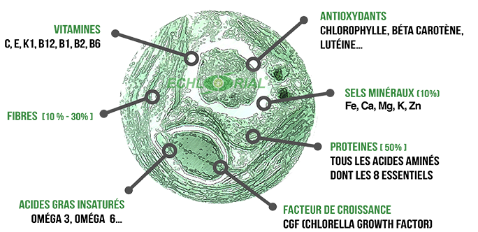 LA CHLORELLA